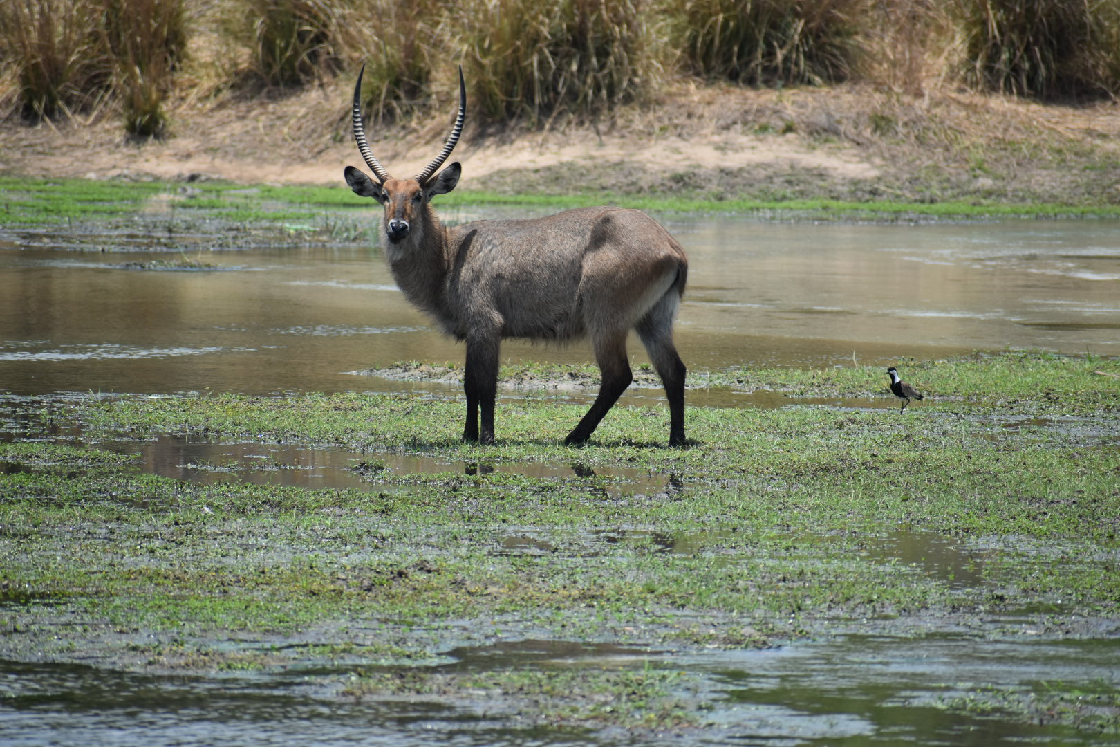 images/yankarigamereserve/DSC_0243_2.jpg